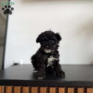 Jasmine, Toy Poodle Puppy