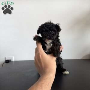 Jasmine, Toy Poodle Puppy