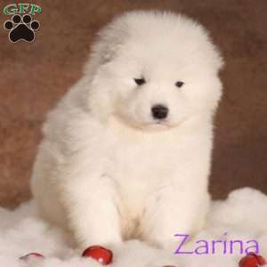 Snowball, Samoyed Puppy
