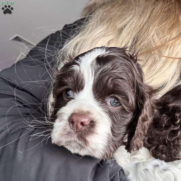 Lilly, Cocker Spaniel Puppy