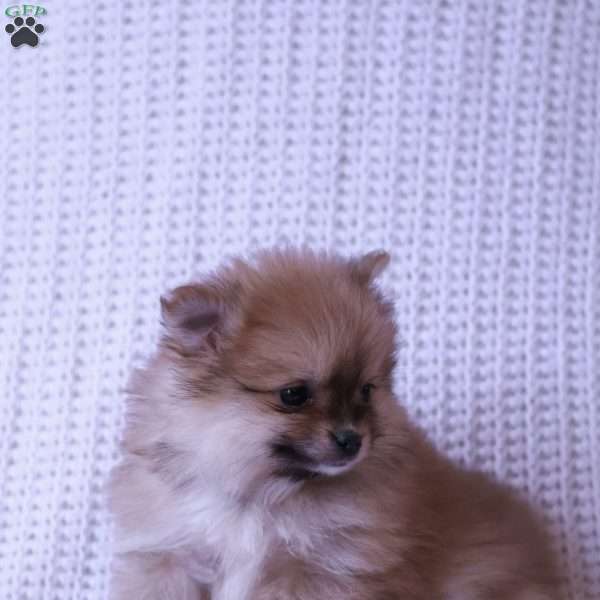 Lexi, Pomeranian Puppy