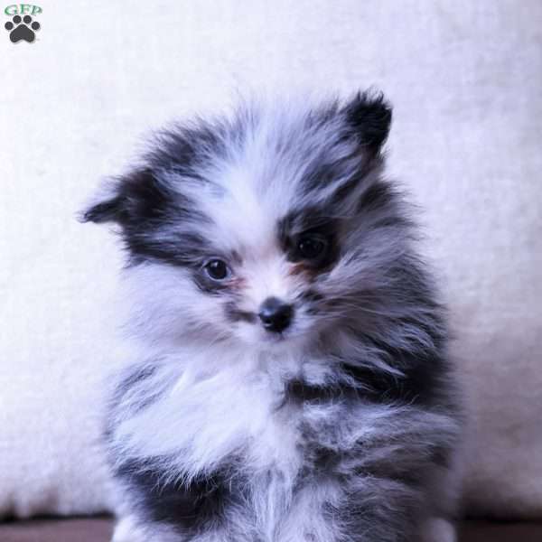 Maverick, Pomeranian Puppy