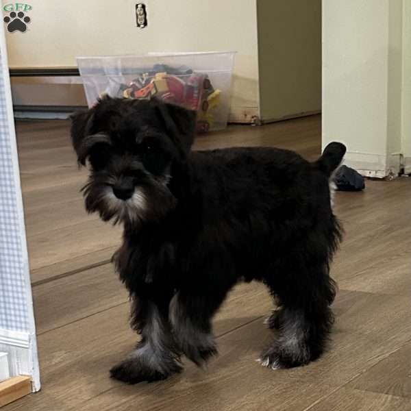 Charlotte, Miniature Schnauzer Puppy