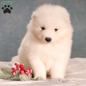 Floyd, Samoyed Puppy