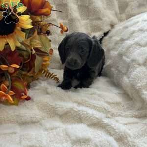 Ian, Dachshund Puppy