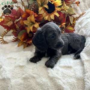 Ian, Dachshund Puppy