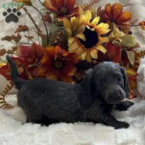 Ian, Dachshund Puppy