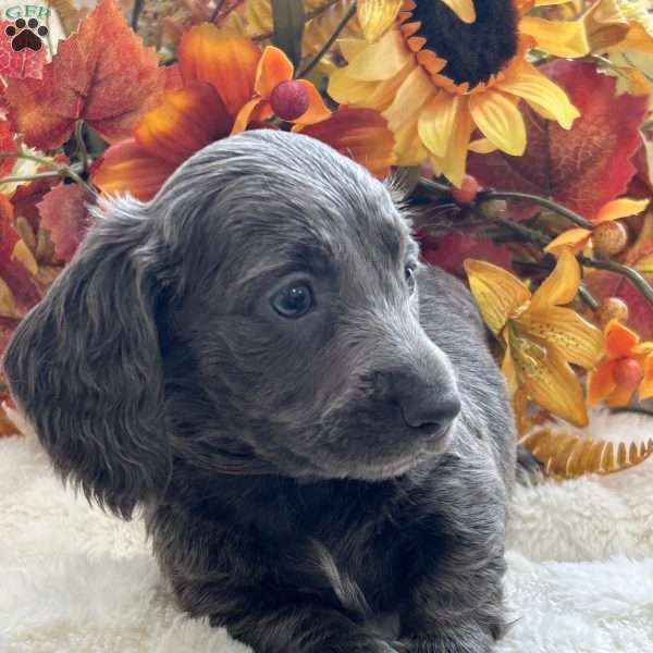 Ian, Dachshund Puppy