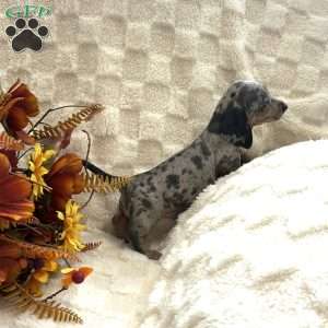 Irwin, Dachshund Puppy