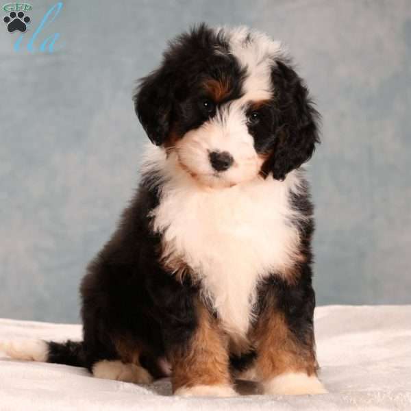 Ila, Mini Bernedoodle Puppy
