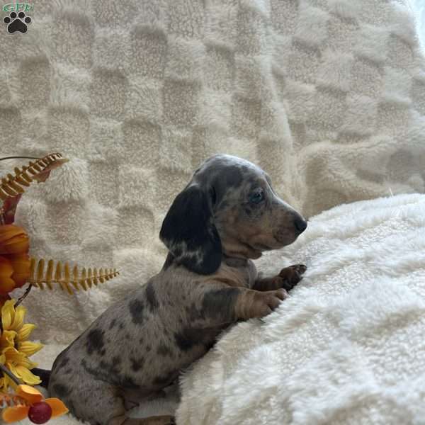 Irwin, Dachshund Puppy