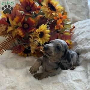 Irwin, Dachshund Puppy