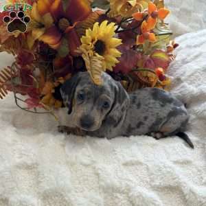 Irwin, Dachshund Puppy
