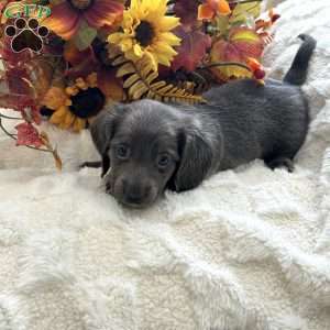 Ivan, Dachshund Puppy