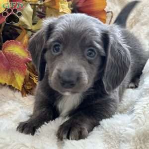 Ivan, Dachshund Puppy