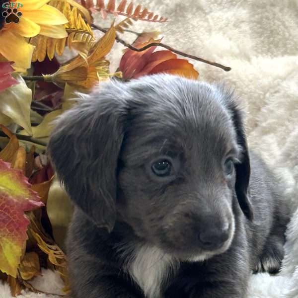 Ivan, Dachshund Puppy