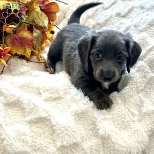 Ivan, Dachshund Puppy