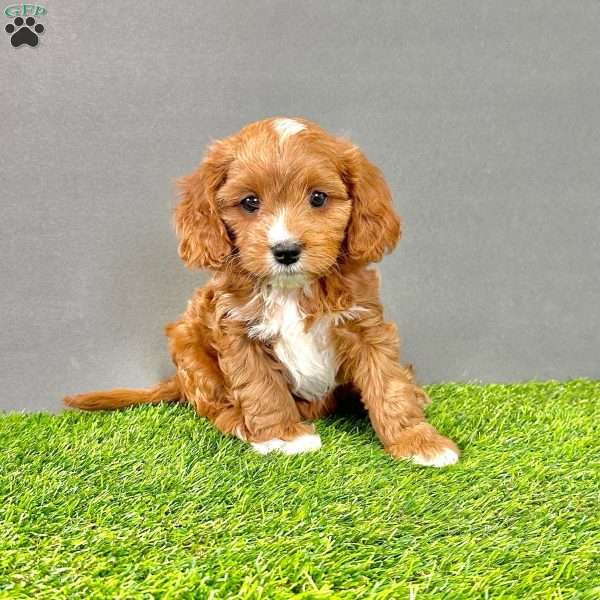 Charlie, Cavapoo Puppy