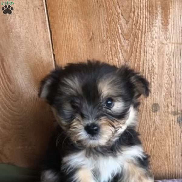 Finley, Morkie / Yorktese Puppy