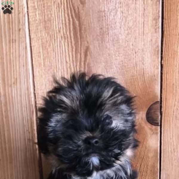 Theo, Morkie / Yorktese Puppy
