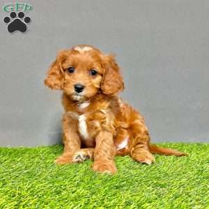 Honey, Cavapoo Puppy