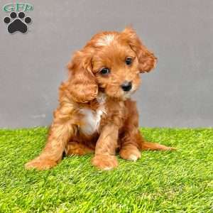 Honey, Cavapoo Puppy