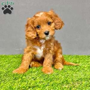Honey, Cavapoo Puppy