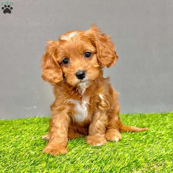 Honey, Cavapoo Puppy