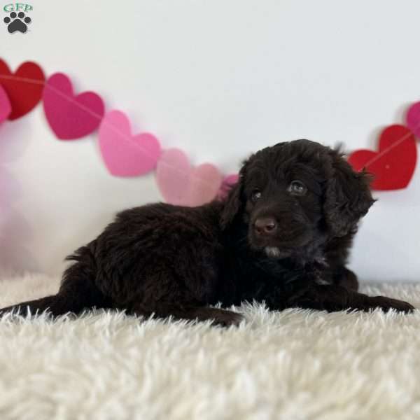 Coco, Portuguese Water Dog Puppy