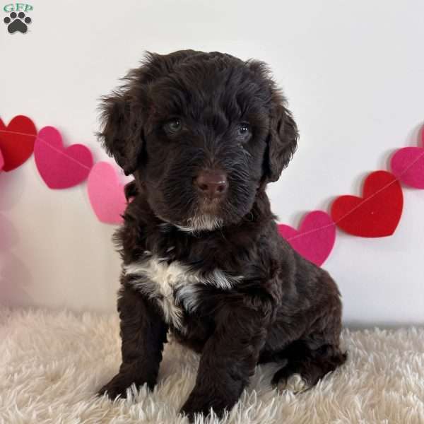Bo, Portuguese Water Dog Puppy