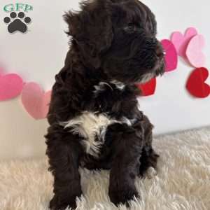 Bo, Portuguese Water Dog Puppy