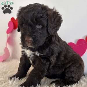Bo, Portuguese Water Dog Puppy