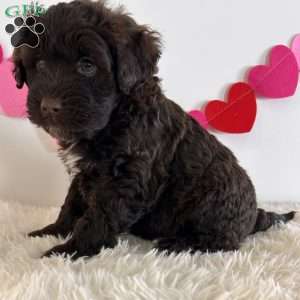 Candy, Portuguese Water Dog Puppy