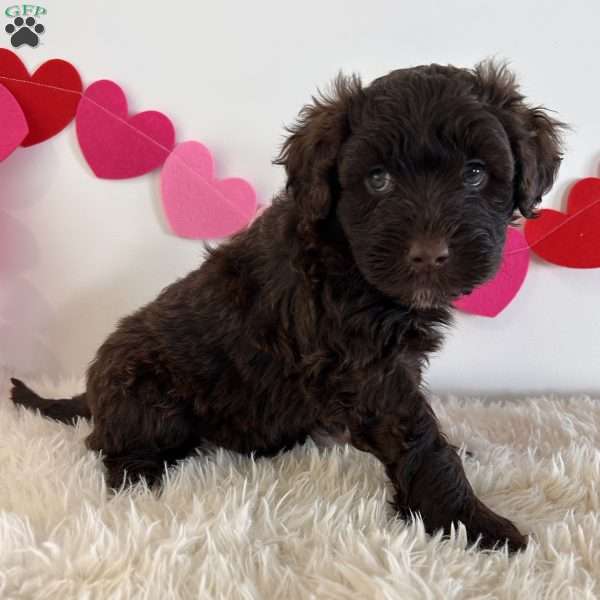 Candy, Portuguese Water Dog Puppy