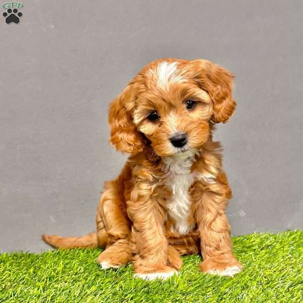 Bailey, Cavapoo Puppy