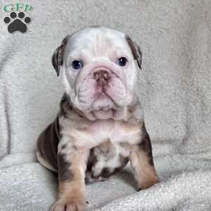 Millie, English Bulldog Puppy