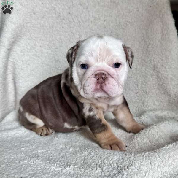 Millie, English Bulldog Puppy