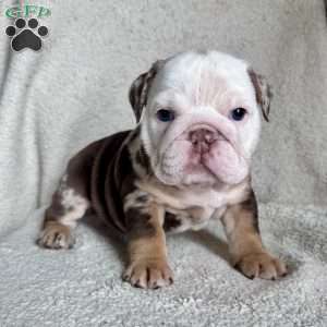 Millie, English Bulldog Puppy
