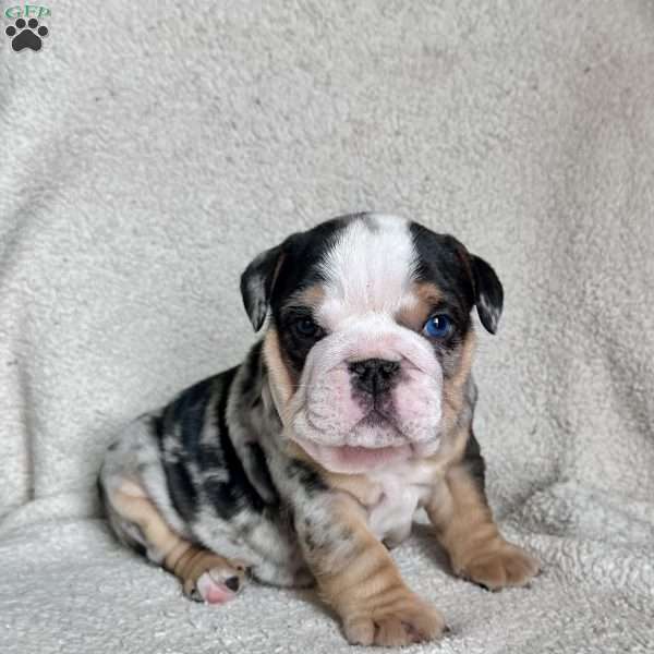 Winston, English Bulldog Puppy