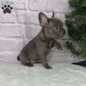 Paisley, French Bulldog Puppy