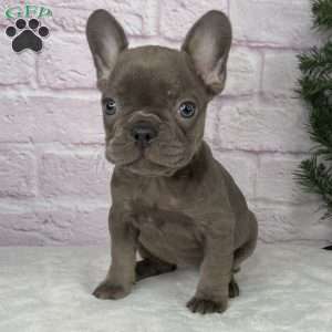 Paisley, French Bulldog Puppy