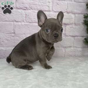 Paisley, French Bulldog Puppy