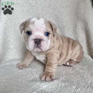 Winnie, English Bulldog Puppy