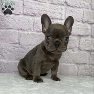 Paisley, French Bulldog Puppy