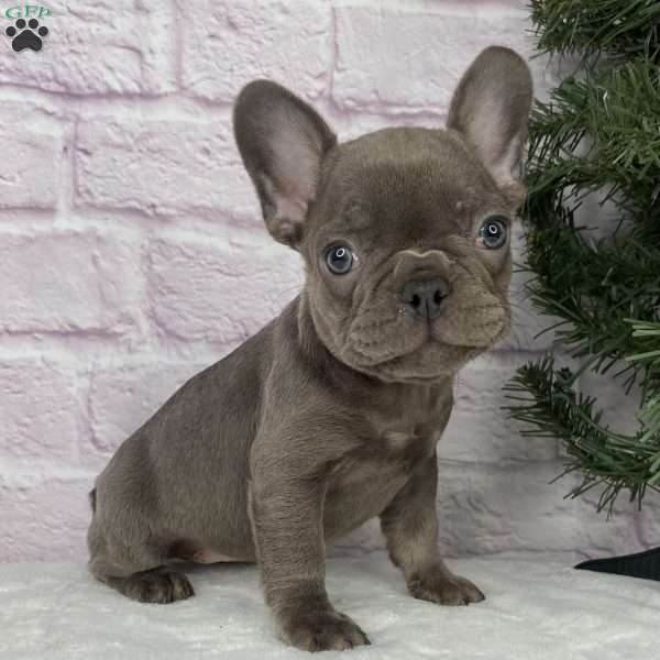 Paisley, French Bulldog Puppy