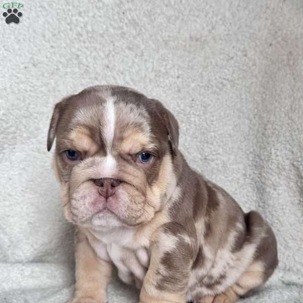 Teddy, English Bulldog Puppy
