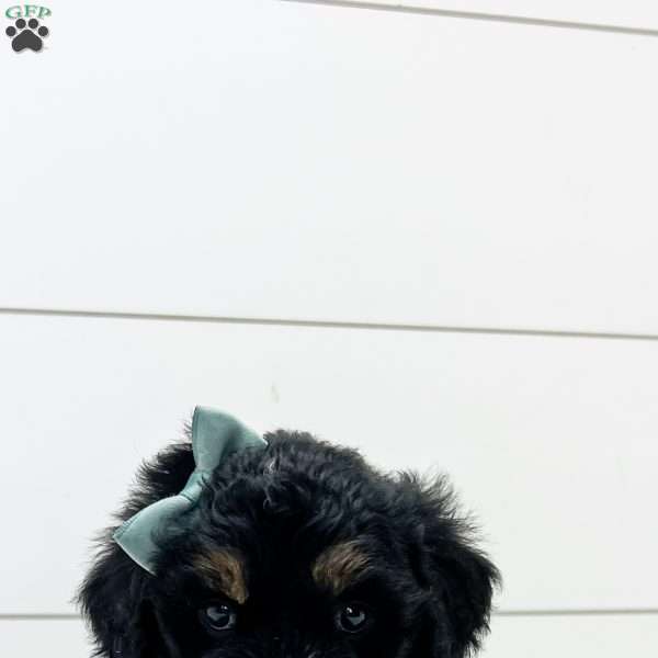 Skye, Bernedoodle Puppy