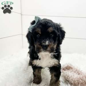 Skye, Bernedoodle Puppy