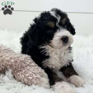 Scout, Bernedoodle Puppy