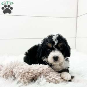 Scout, Bernedoodle Puppy